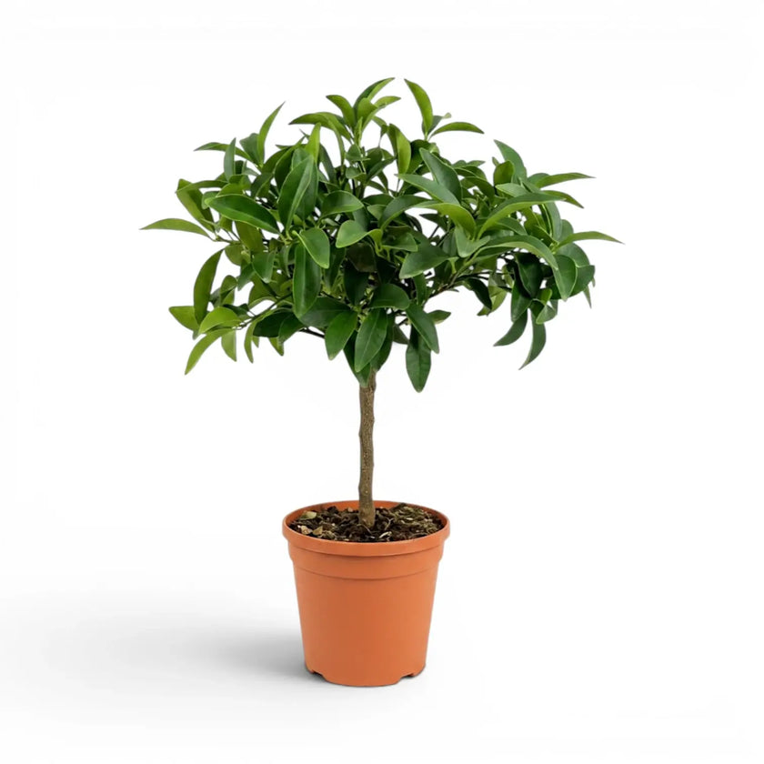 Citrus japonica Kumquat mittelgroße Pflanze im Kulturtopf.