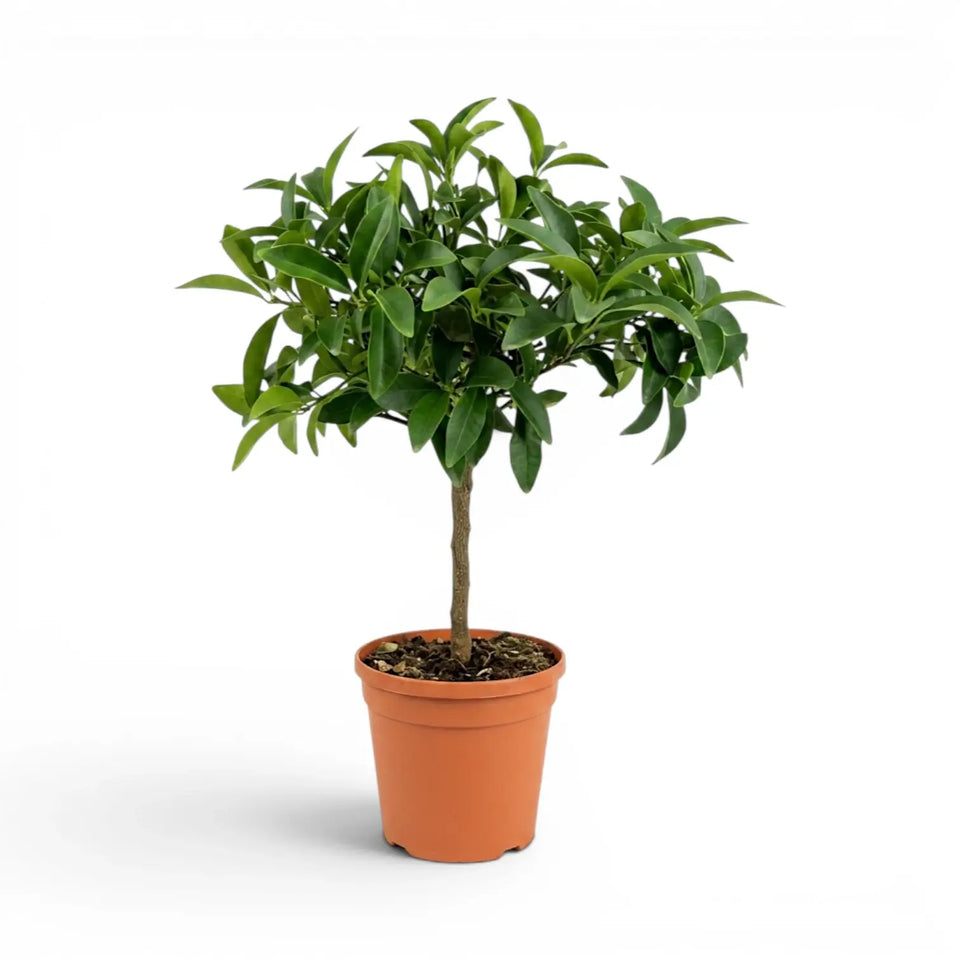 Medium kumquat plant in a nursery pot