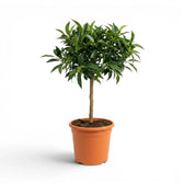 Citrus japonica kumquat medium plant in a nursery pot.