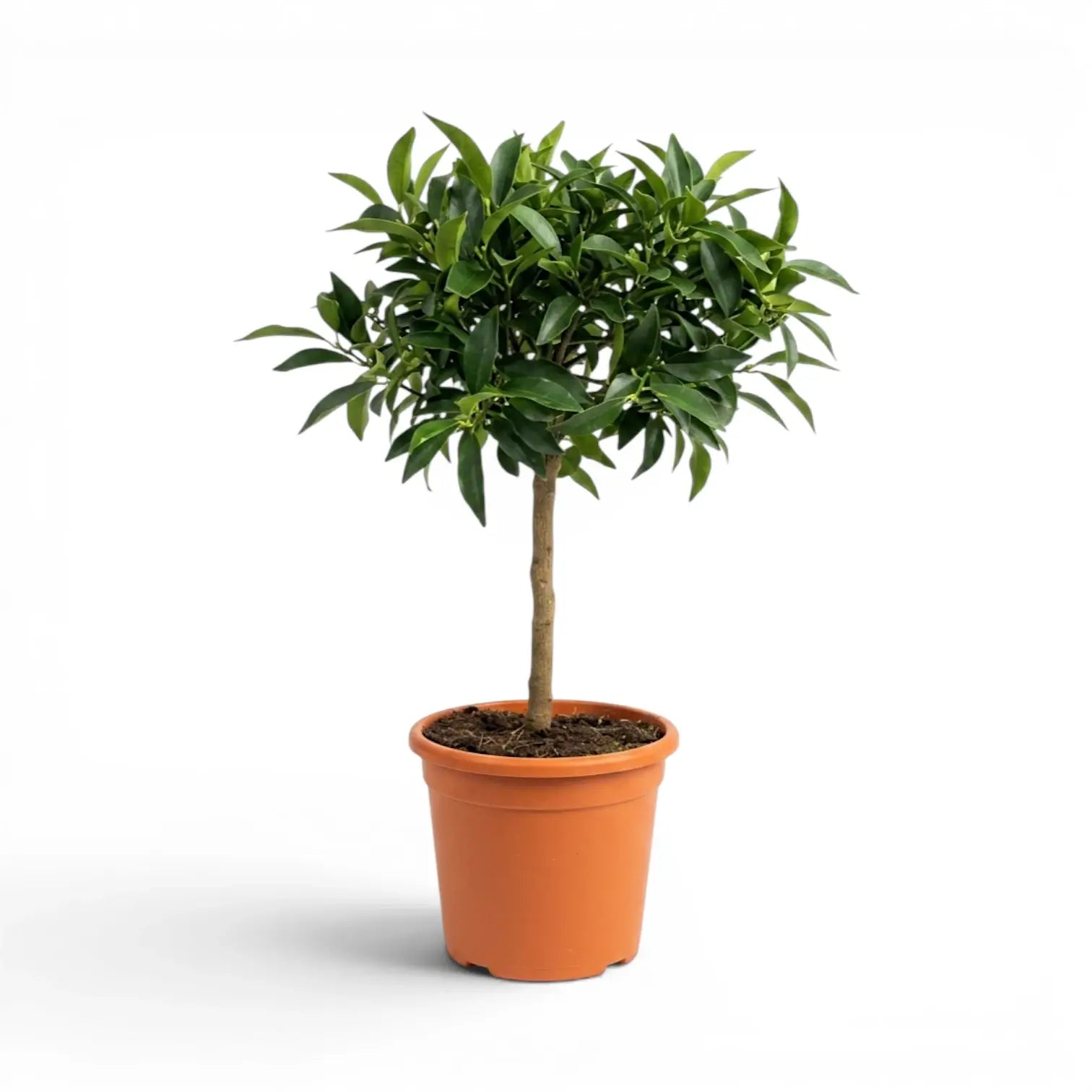 Citrus japonica kumquat medium plant in a nursery pot.