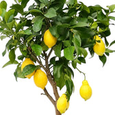 Citrus × limon fruit detail showing lemons hanging among dark green leaves