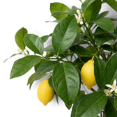 Close-up of lemon fruit and glossy leaves on a Citrus × limon tree