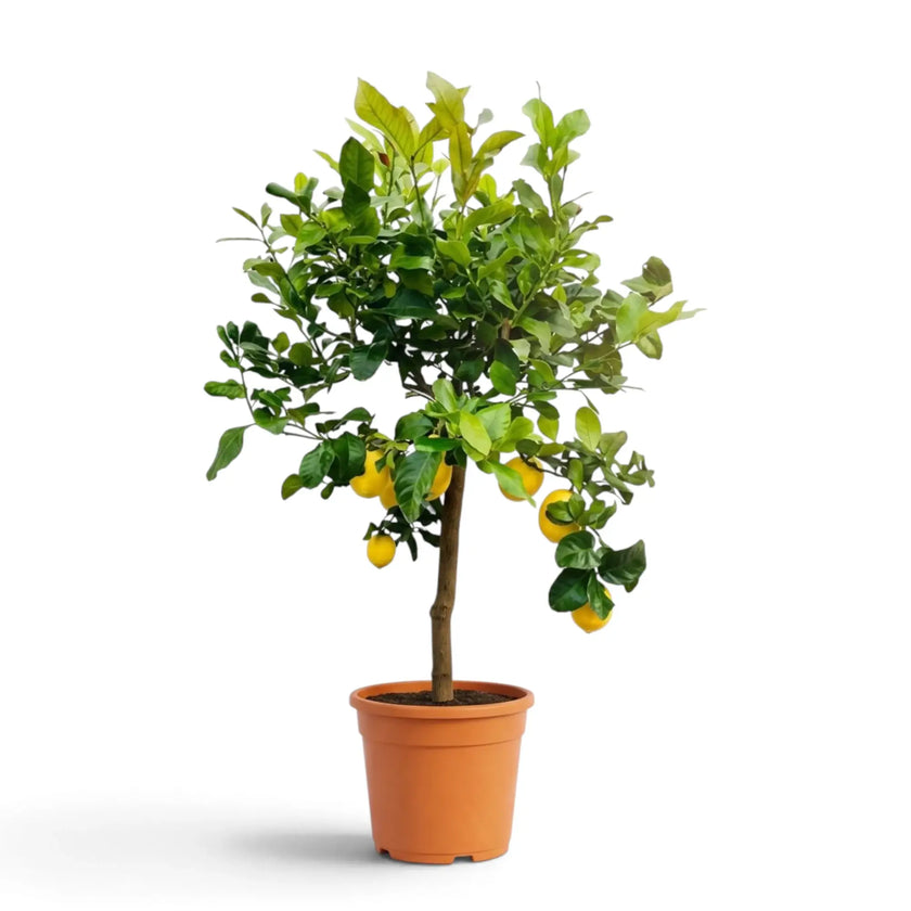 Großer Zitronenbaum (Citrus × limon) im Kulturtopf mit breiter grüner Krone und herabhängenden Zitronen