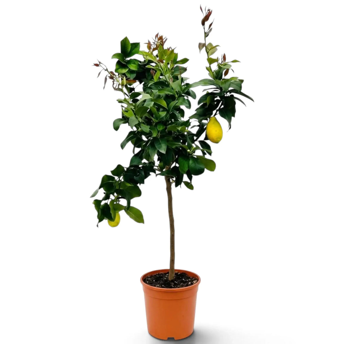 Large potted Citrus × limon lemon tree with dense glossy foliage and lemons