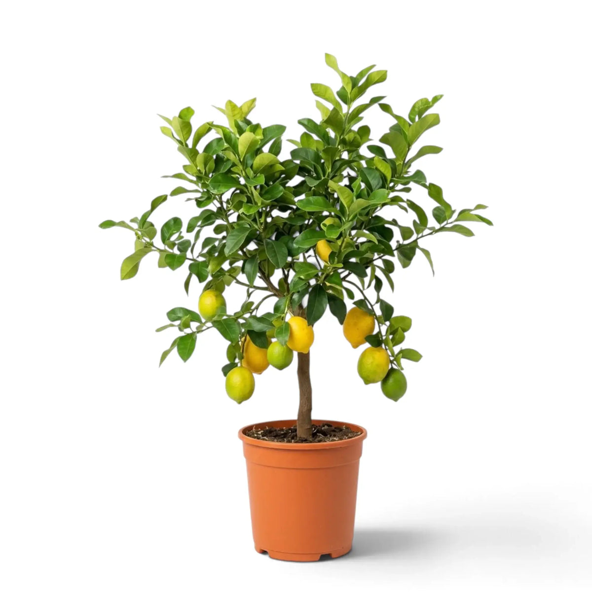 Large Citrus × limon lemon tree with a branching crown and lemons