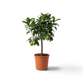 Medium Citrus × limon lemon tree with glossy green leaves and lemons in a nursery pot