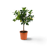 Potted medium lemon tree, Citrus × limon, with a branching green crown and hanging lemons