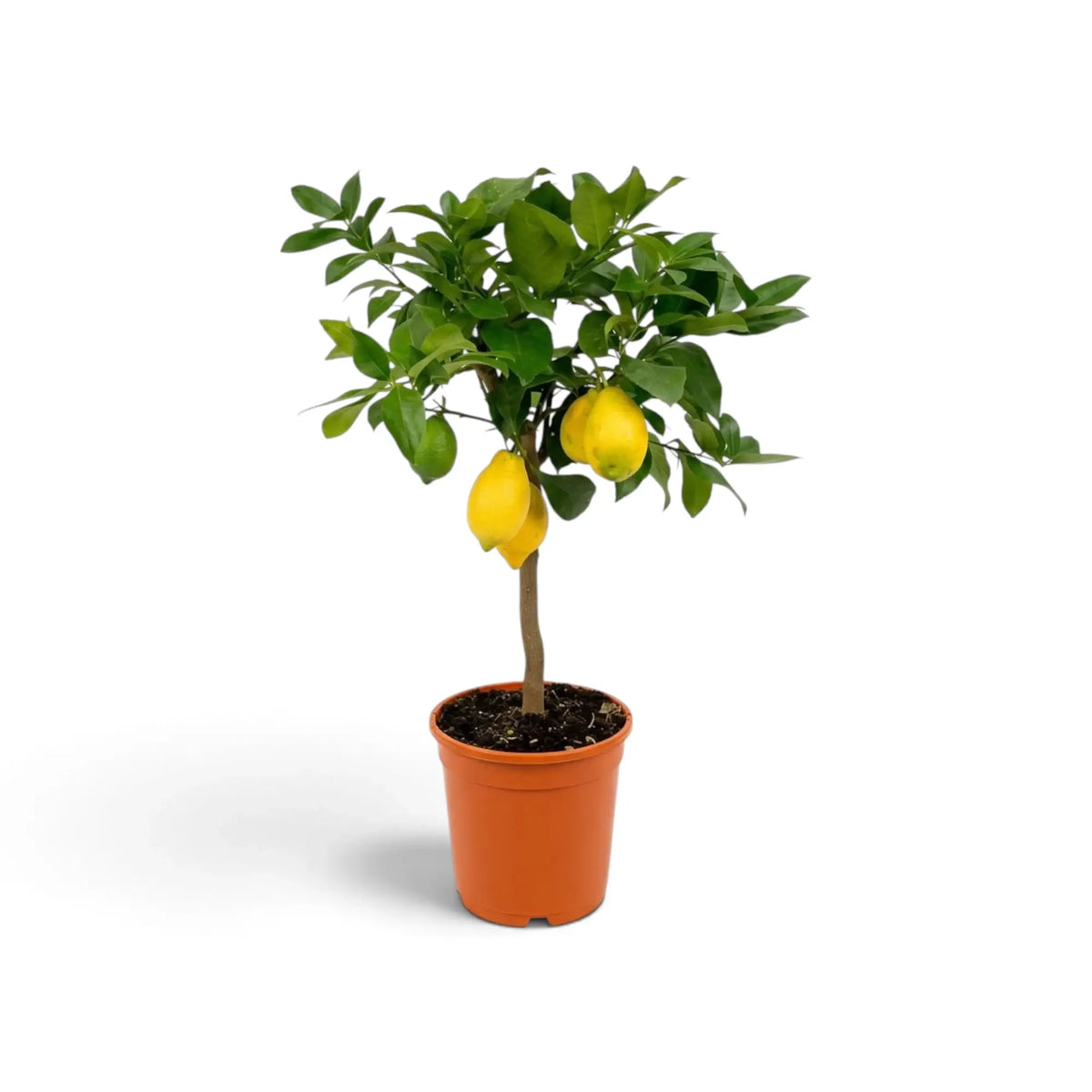 Medium Citrus × limon lemon tree with green foliage and lemons among the branches
