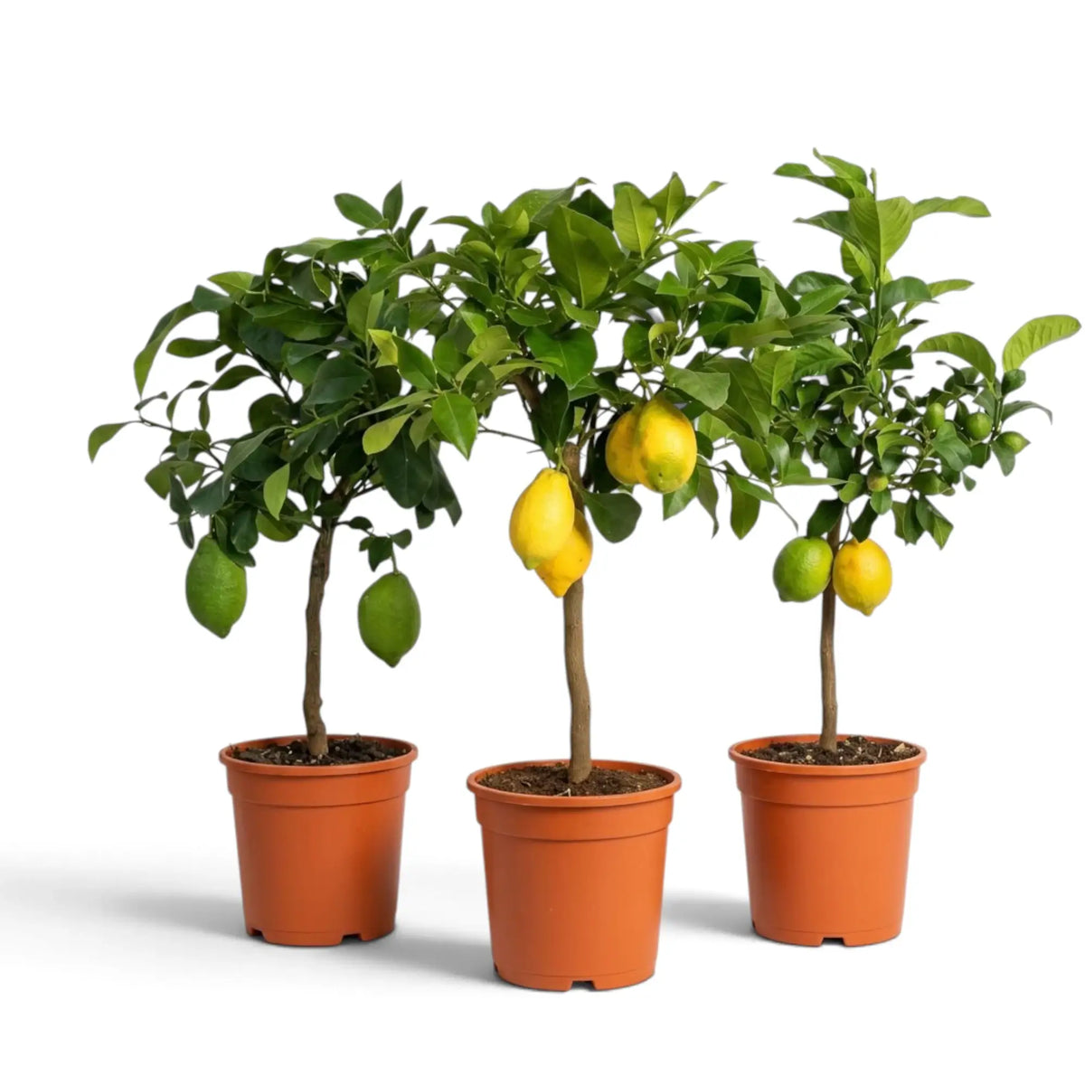 Medium potted Citrus × limon lemon tree with a rounded leafy crown and lemons