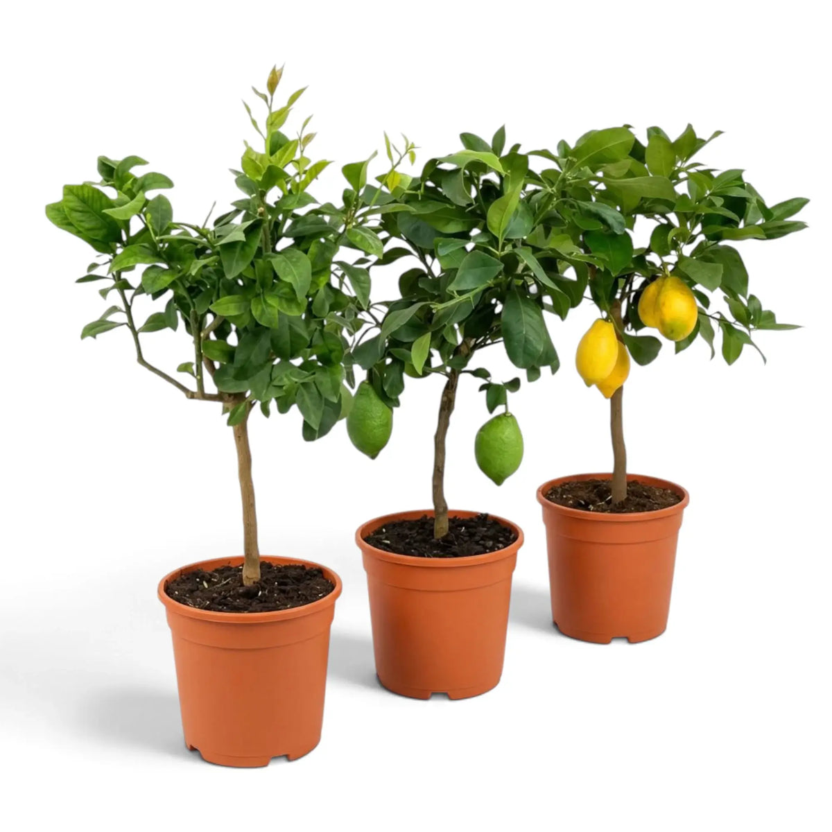 Medium Citrus × limon lemon tree with glossy leaves and lemons along the branches