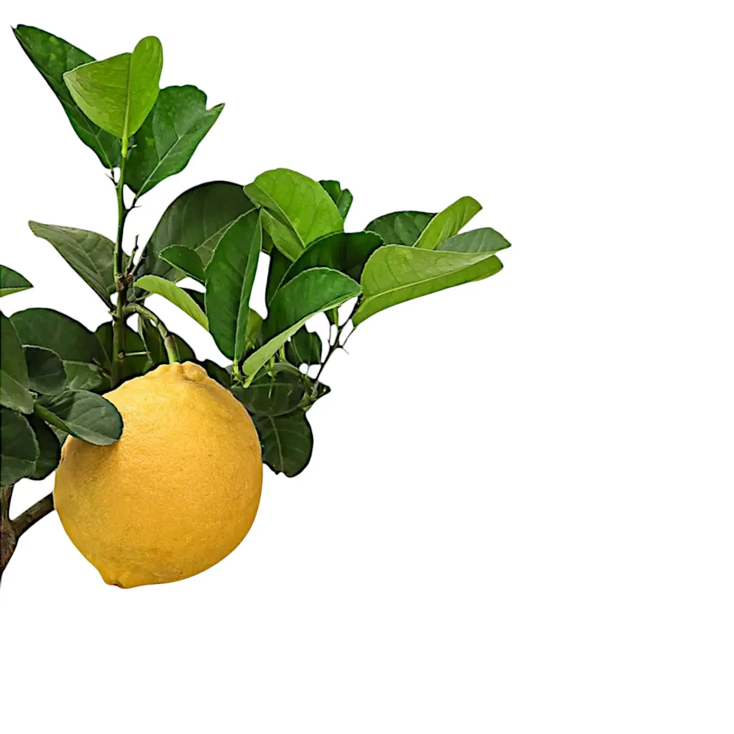 Citrus limon x Citrus paradisi 'Lipo' – Blattdetail vor weißem Hintergrund..