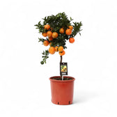 Citrus mandarin (Citrus reticulata) potted plant in nursery pot on white background.
