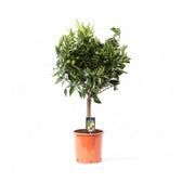 Citrus mandarin (Citrus reticulata) potted plant in nursery pot on white background.