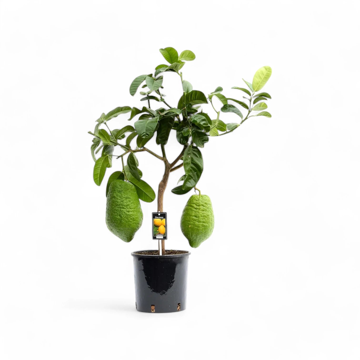 Citrus maxima (Pomelo) potted plant in nursery pot on white background.