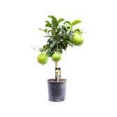 Citrus maxima (Pomelo) potted plant in nursery pot on white background.