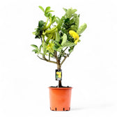 Citrus 'Hand of Buddha' (Citrus medica var. sarcodactylis) potted plant in nursery pot on white background.