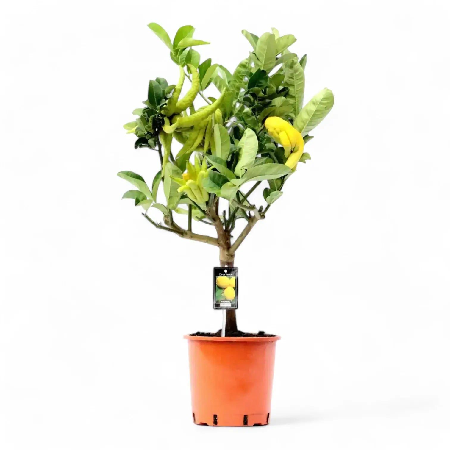 Citrus 'Hand of Buddha' (Citrus medica var. sarcodactylis) potted plant in nursery pot on white background.