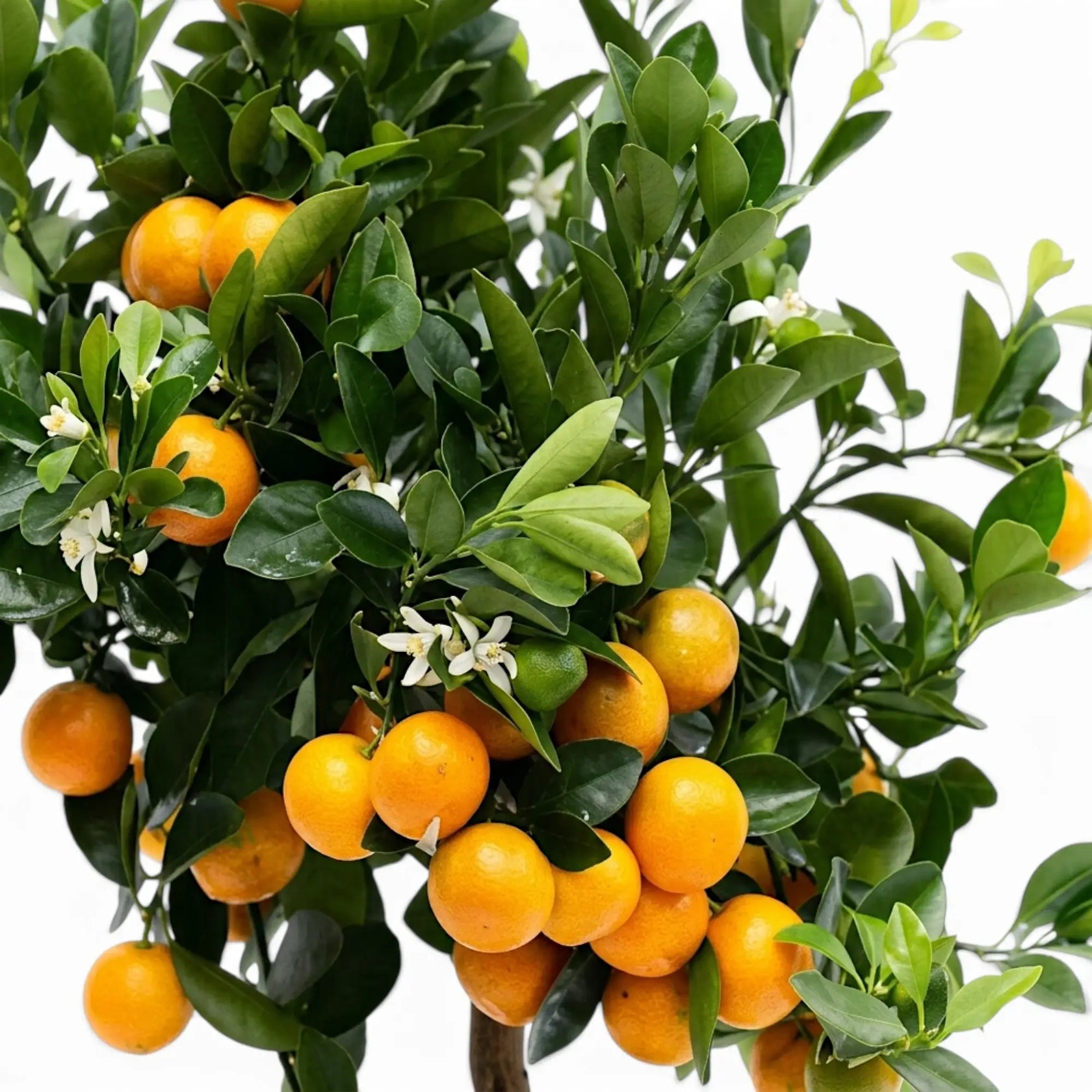 Close-up of ripe Calamondin fruit, white blossom and glossy green leaves