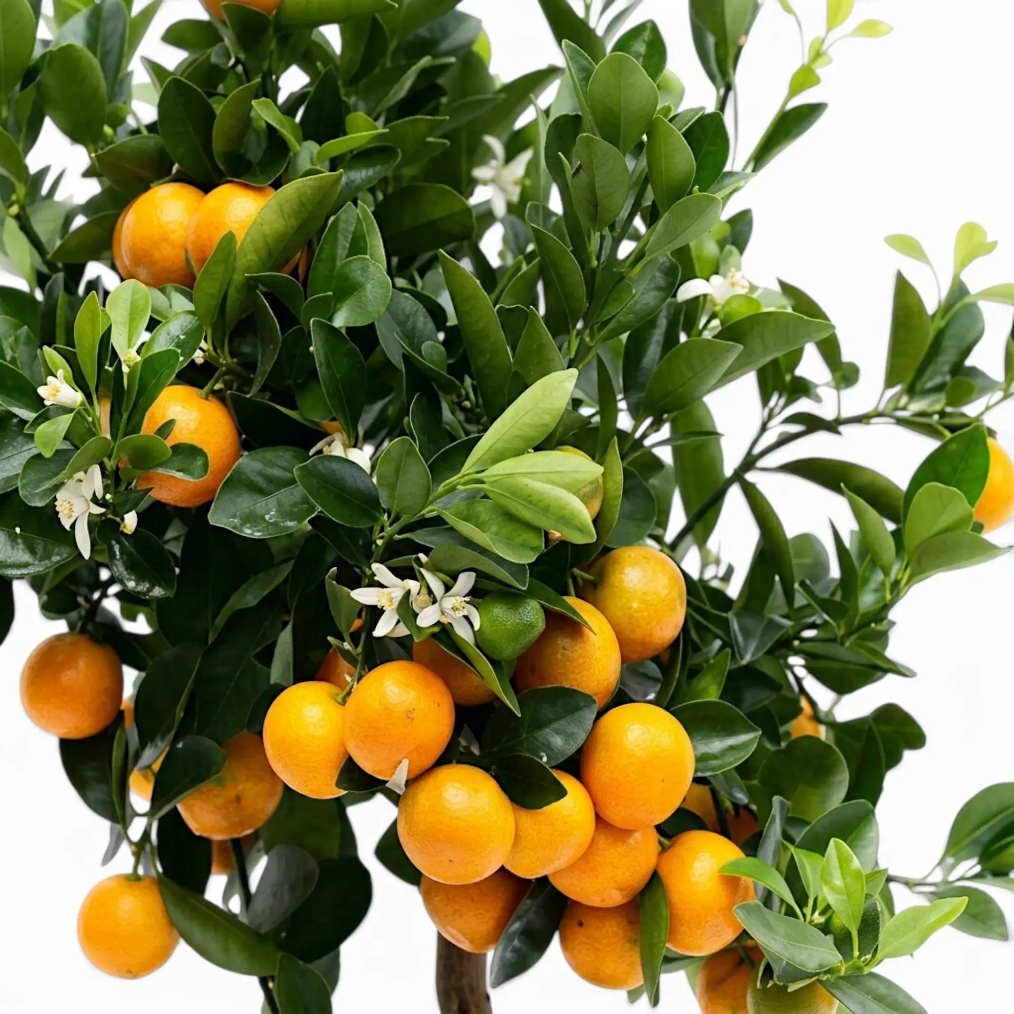 Close-up of ripe Calamondin fruit, white blossom and glossy green leaves