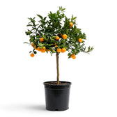 Large Calamondin citrus tree with a wide fruit-laden canopy in a black nursery pot