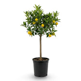 Tall Calamondin citrus tree with scattered orange fruit in a black nursery pot