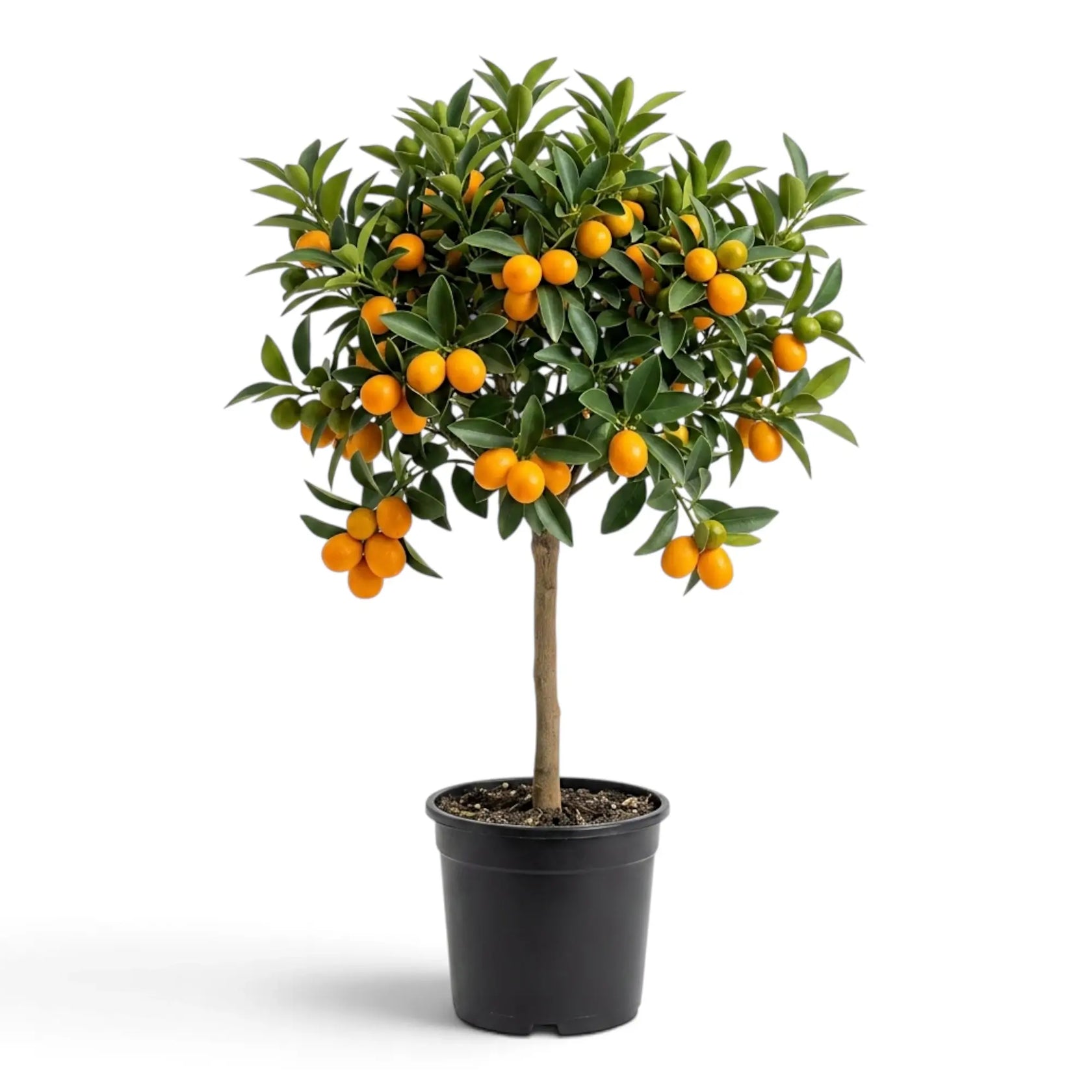 Large Calamondin citrus tree covered in ripe orange fruit, front view