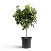 Large Calamondin citrus tree with a dense leafy crown in a black nursery pot