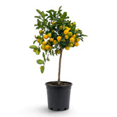 Large Calamondin citrus tree with a broad crown of orange fruit in a black nursery pot