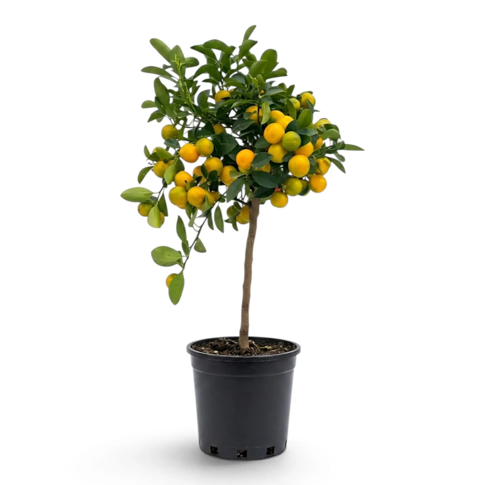 Large Calamondin citrus tree with a broad crown of orange fruit in a black nursery pot