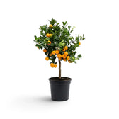 Medium Calamondin citrus tree with a dense crop of orange fruit