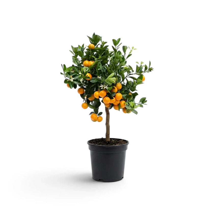 Medium Calamondin citrus tree with a dense crop of orange fruit