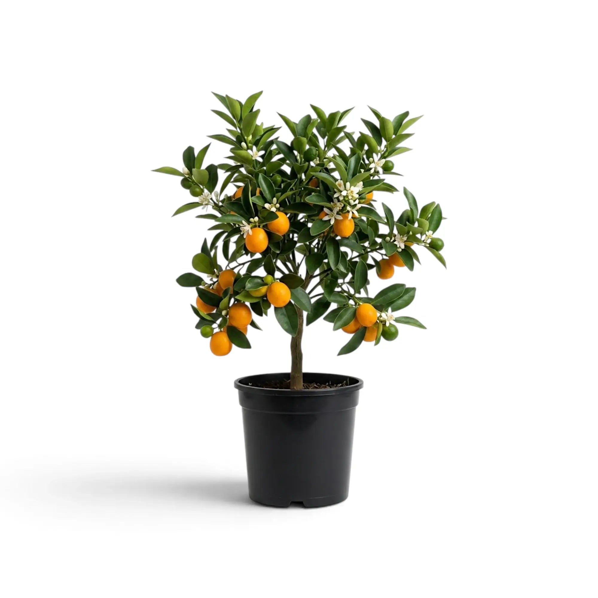 Medium Calamondin citrus tree with orange fruit and a broad canopy