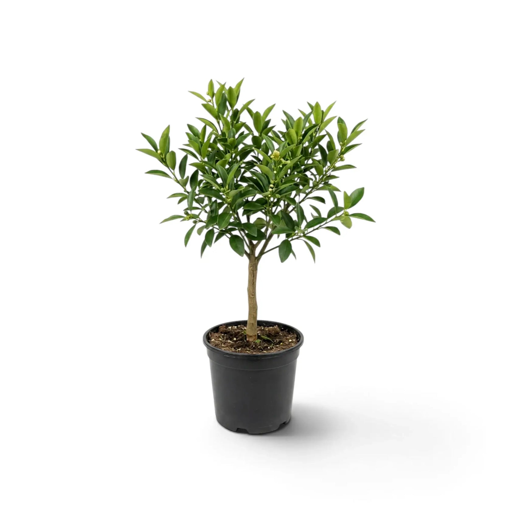 Medium Calamondin citrus tree with a compact green crown in a black nursery pot