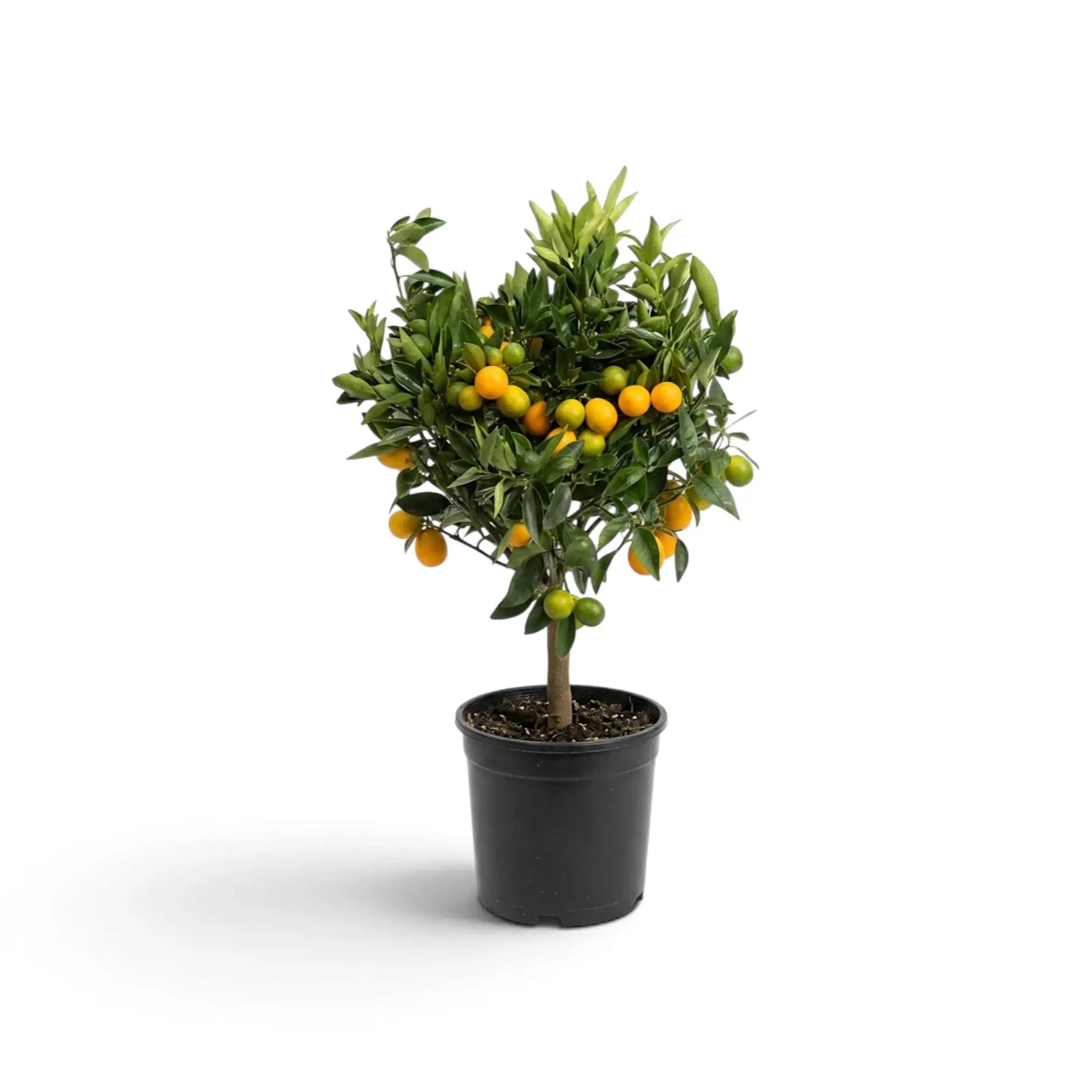 Medium Calamondin citrus tree with yellow-orange fruit in a black nursery pot