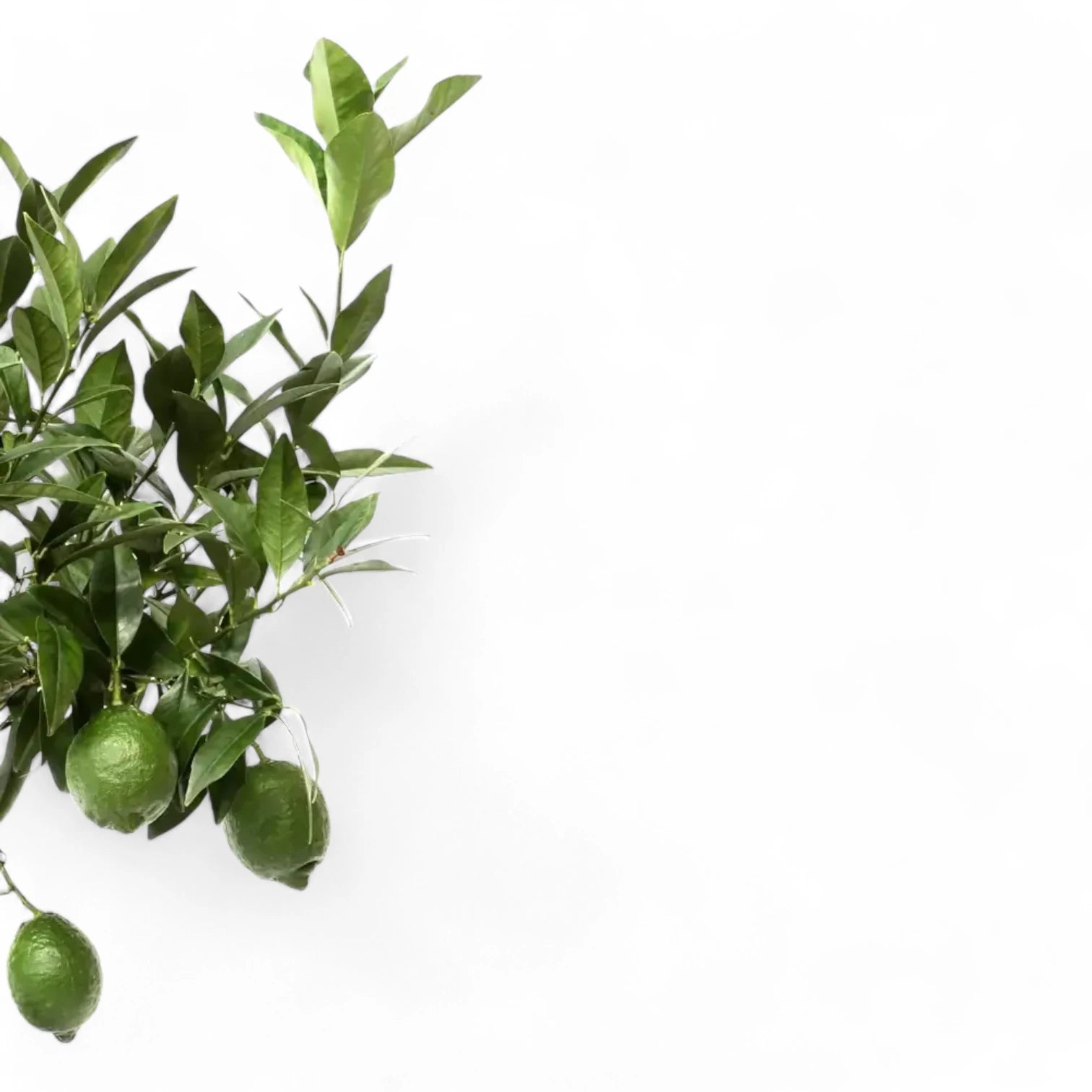 Citrus × aurantiifolia 'Green Lime' – Blattdetail vor weißem Hintergrund..