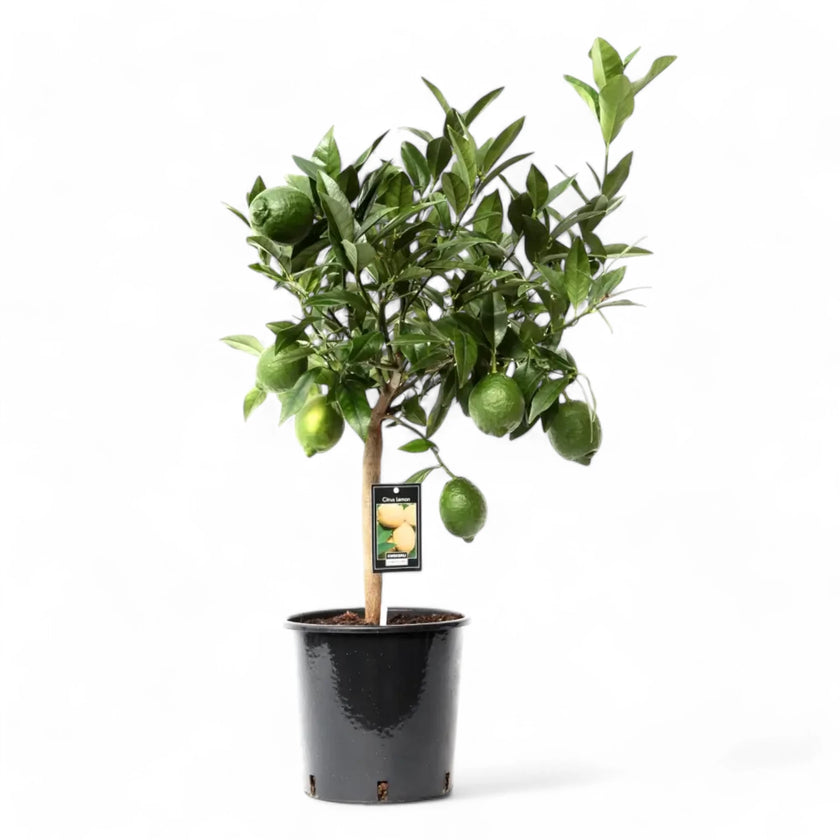 Citrus × aurantiifolia 'Green Lime' potted plant in nursery pot on white background.