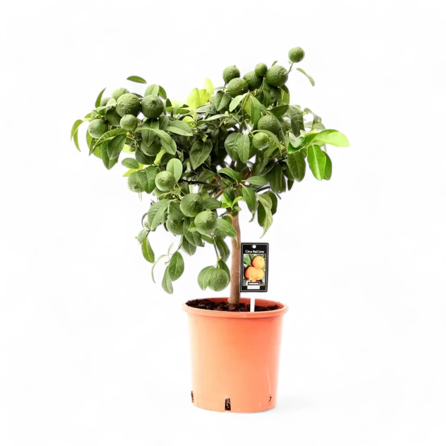Citrus × aurantiifolia 'Red Lime' potted plant in nursery pot on white background.