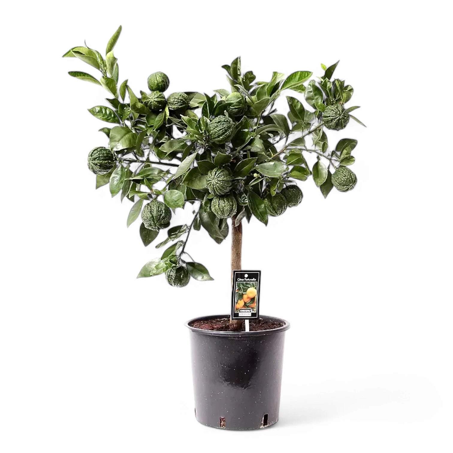 Citrus × aurantium 'Canaliculata' potted plant in nursery pot on white background.