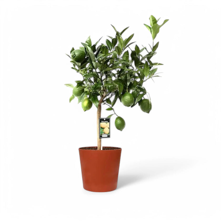 Citrus x bergamia - Bergamot Orange potted plant in nursery pot on white background.