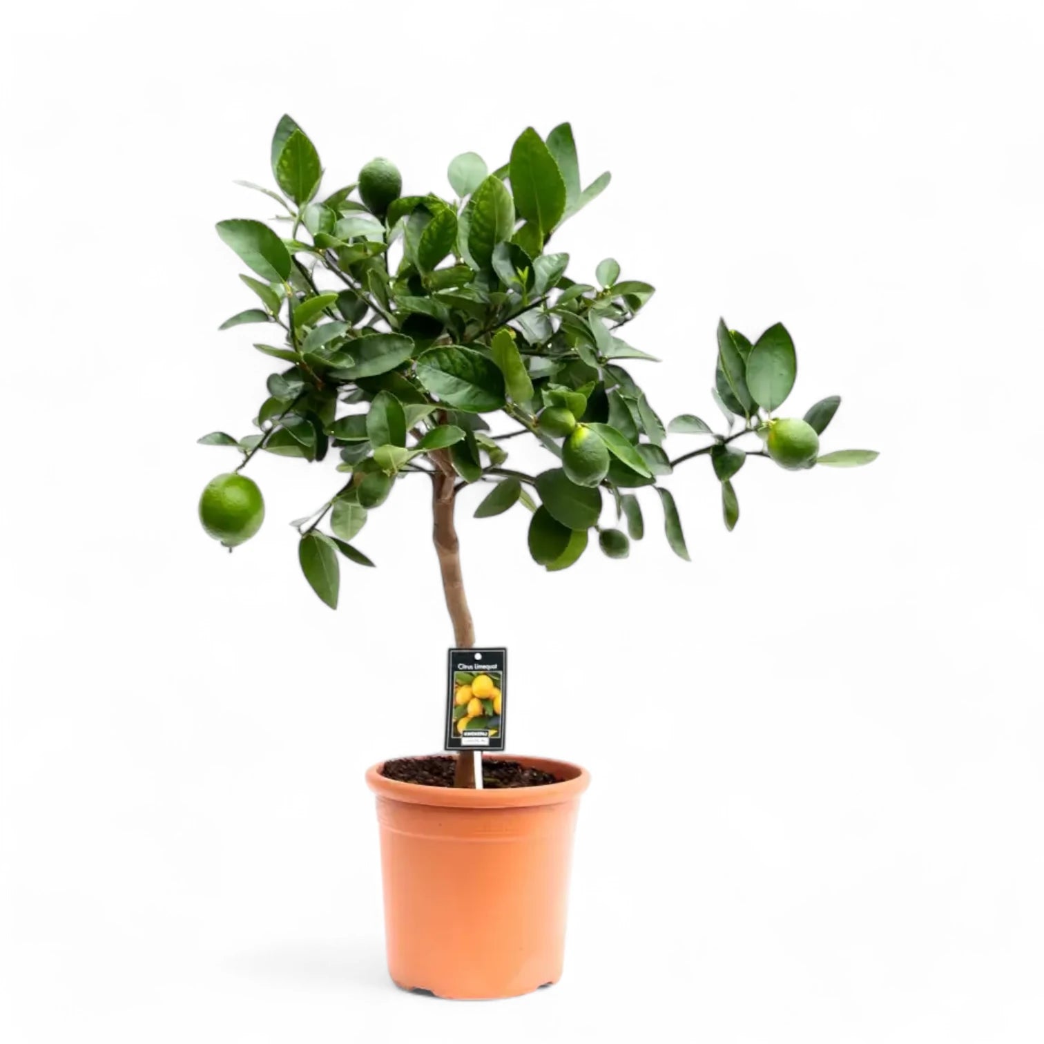 Citrus × latifolia 'Lime' potted plant in nursery pot on white background.