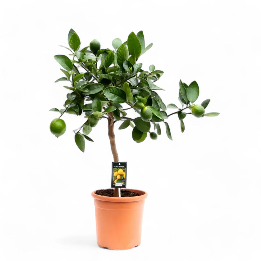 Citrus × latifolia 'Lime' potted plant in nursery pot on white background.