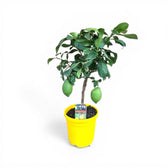Citrus × limon 'Lemon' potted plant in nursery pot on white background.