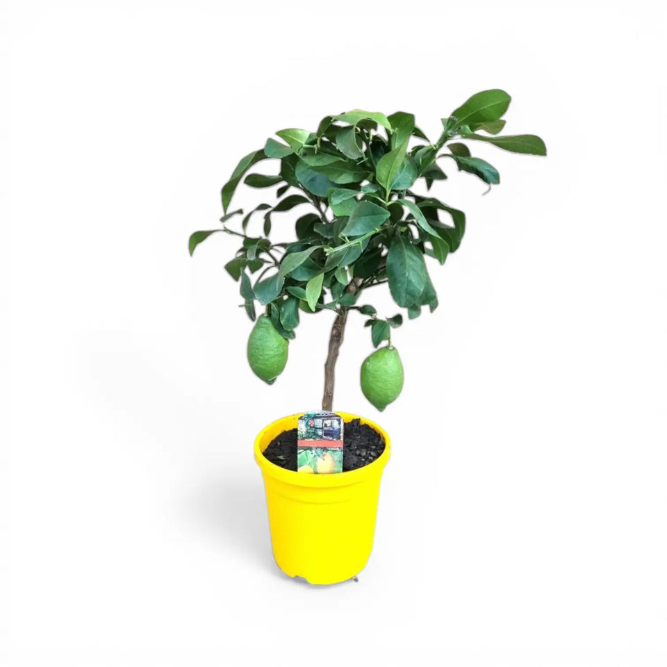 Potted lemon tree in a black nursery pot on a white background