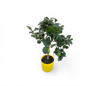 Citrus × limon 'Lemon' potted plant in nursery pot on white background.