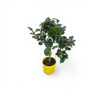 Citrus × limon 'Lemon' potted plant in nursery pot on white background.