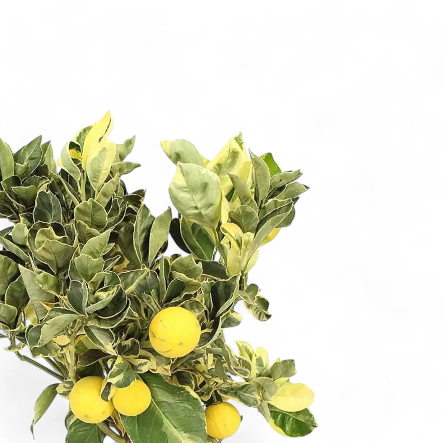 Citrus × limon variegata leaf close-up on white background.