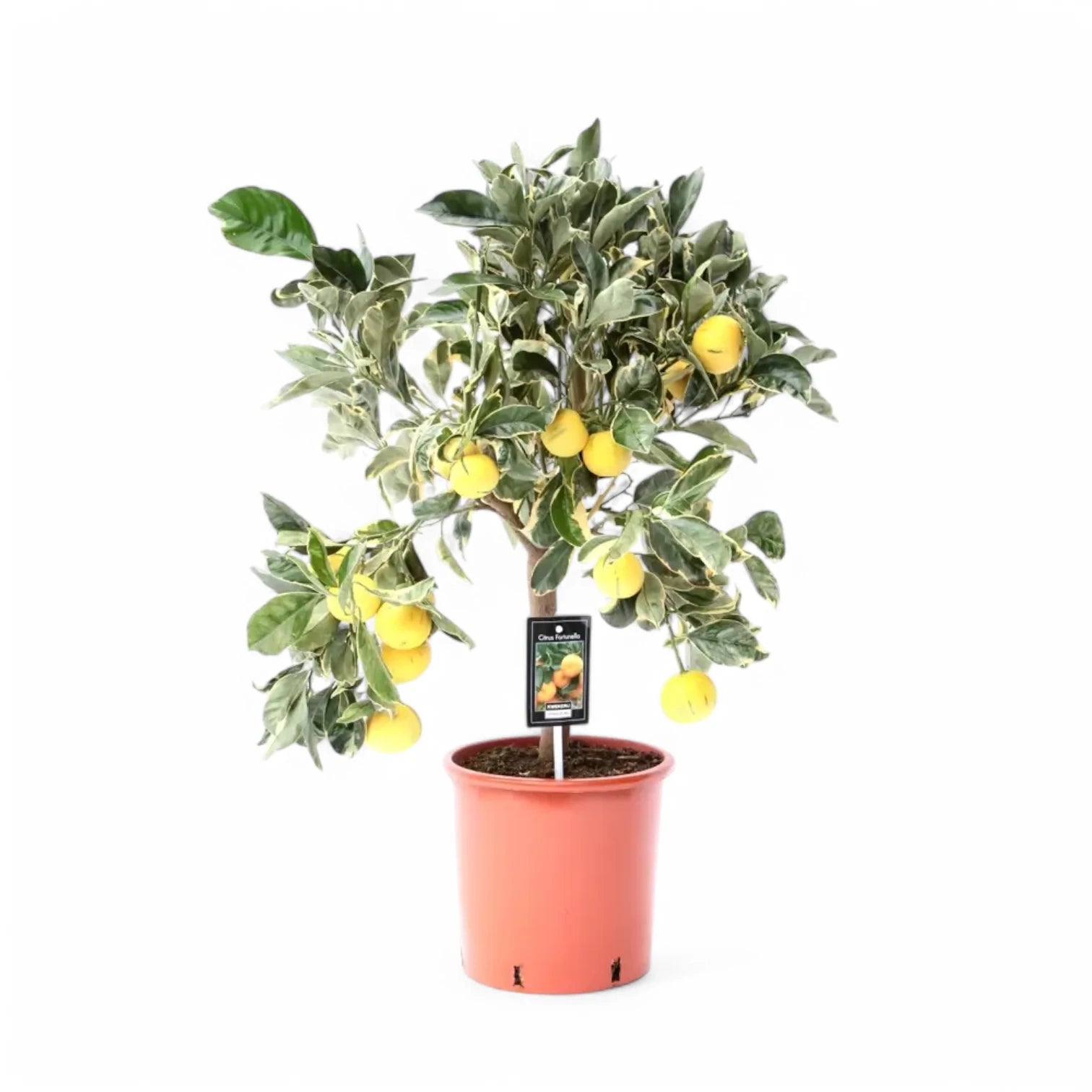 Citrus × limon variegata potted plant in nursery pot on white background.