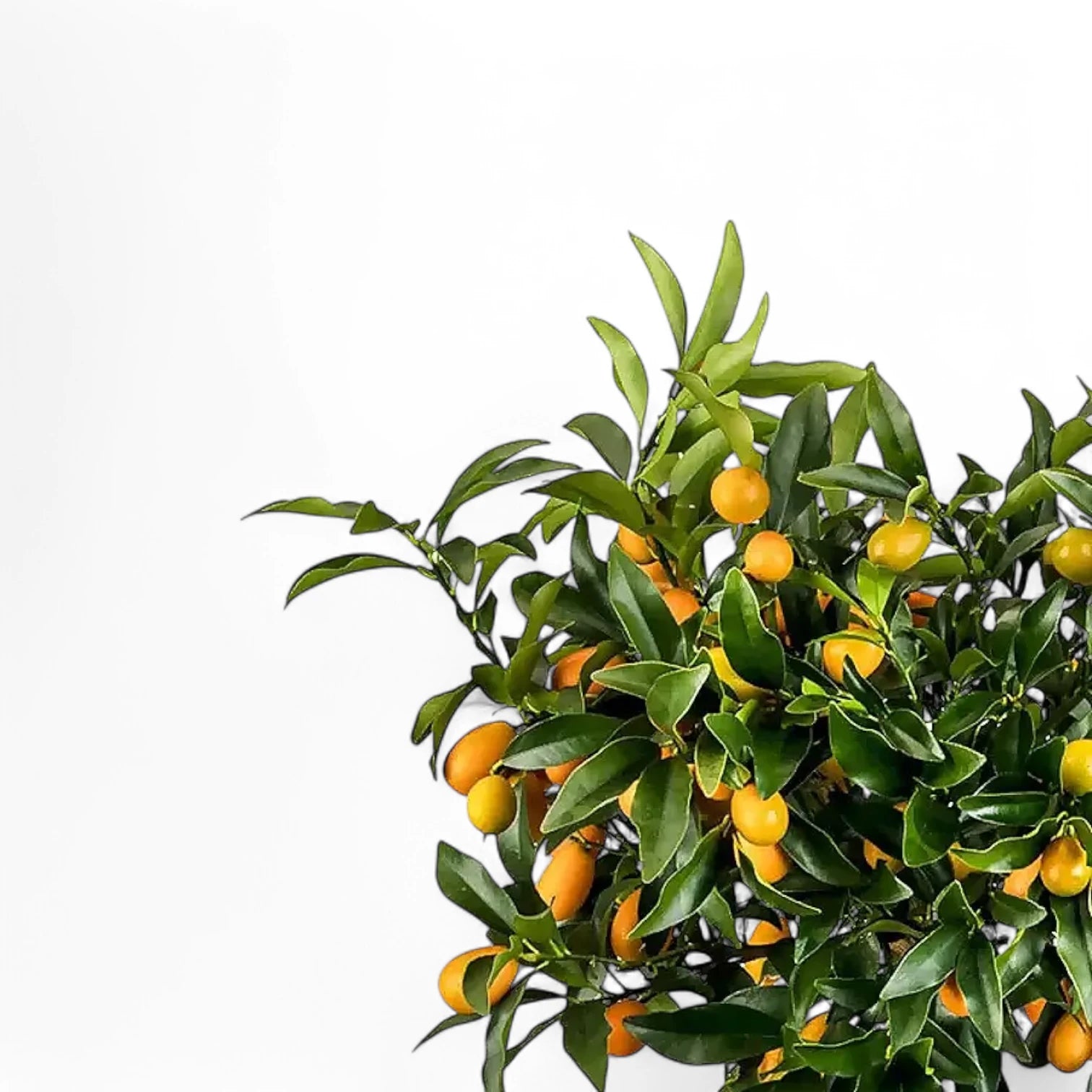 Citrus × microcarpa 'Calamondin' close-up of leaf on white background.