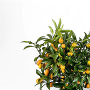 Citrus × microcarpa 'Calamondin' close-up of leaf on white background.
