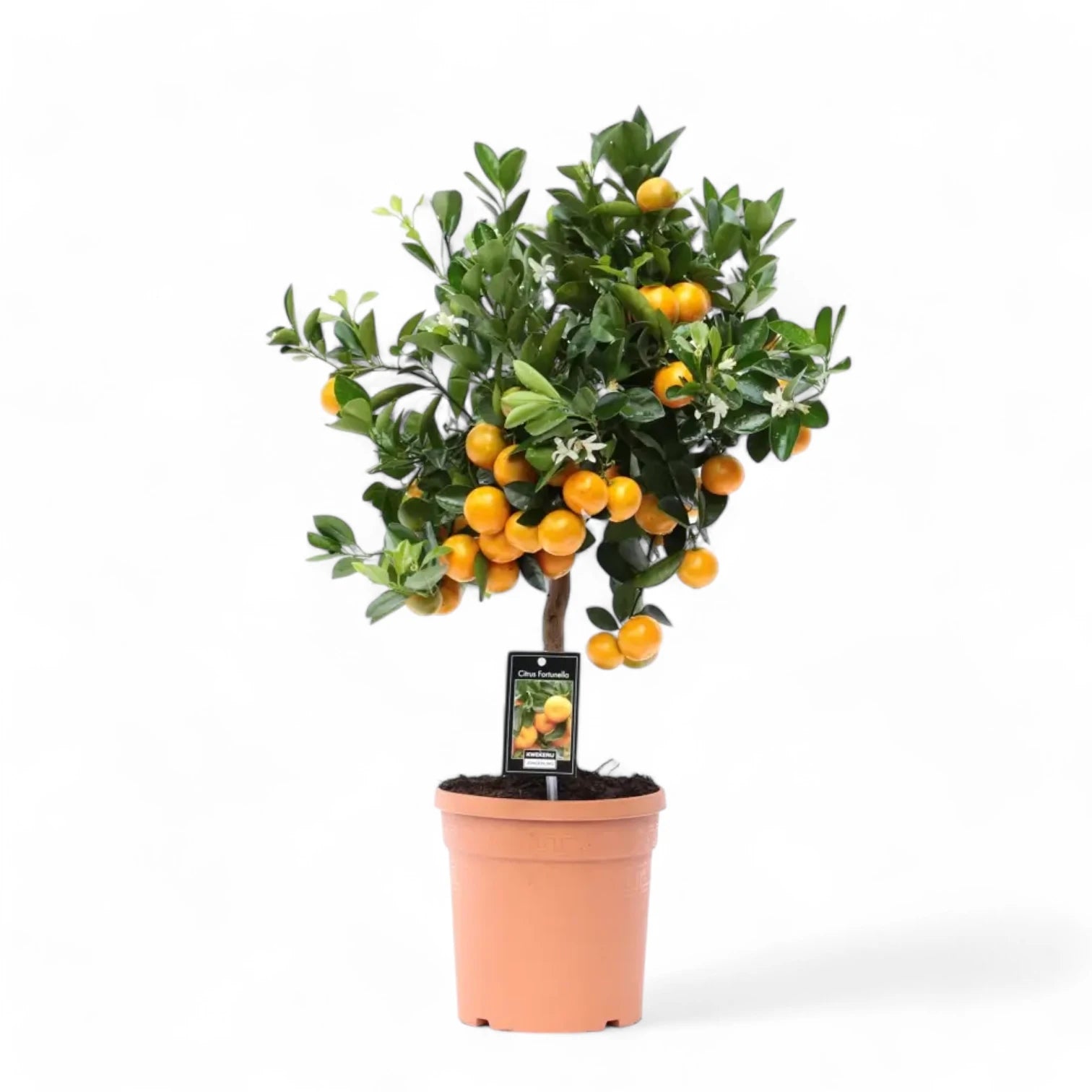 Citrus × microcarpa 'Calamondin' potted plant in nursery pot on white background.
